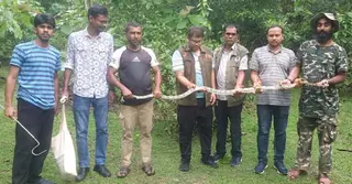 কাপ্তাই সংরক্ষিত বনে অবমুক্ত হলো মহাবিপন্ন প্রজাতির ‘গোলবাহার অজগর’